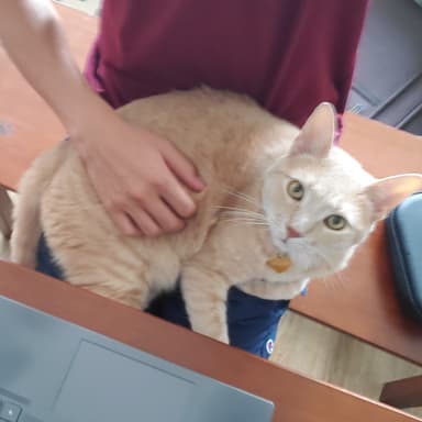 remy, my favorite cat in the universe.